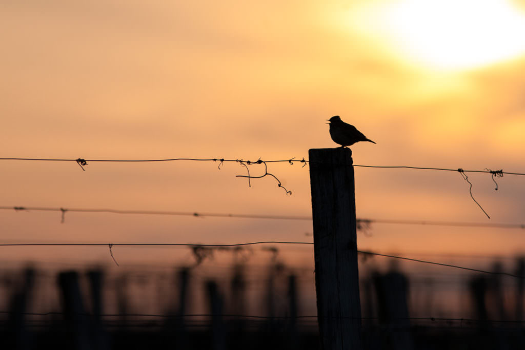 Alouette Lulu (Photo © Pascal Bellion)