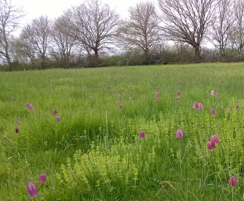 Floraison De Fritillaire Pintade dans les prairies de la ferme de La Maussionnere