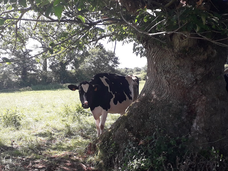 Arbre Tetard Vache Doineau
