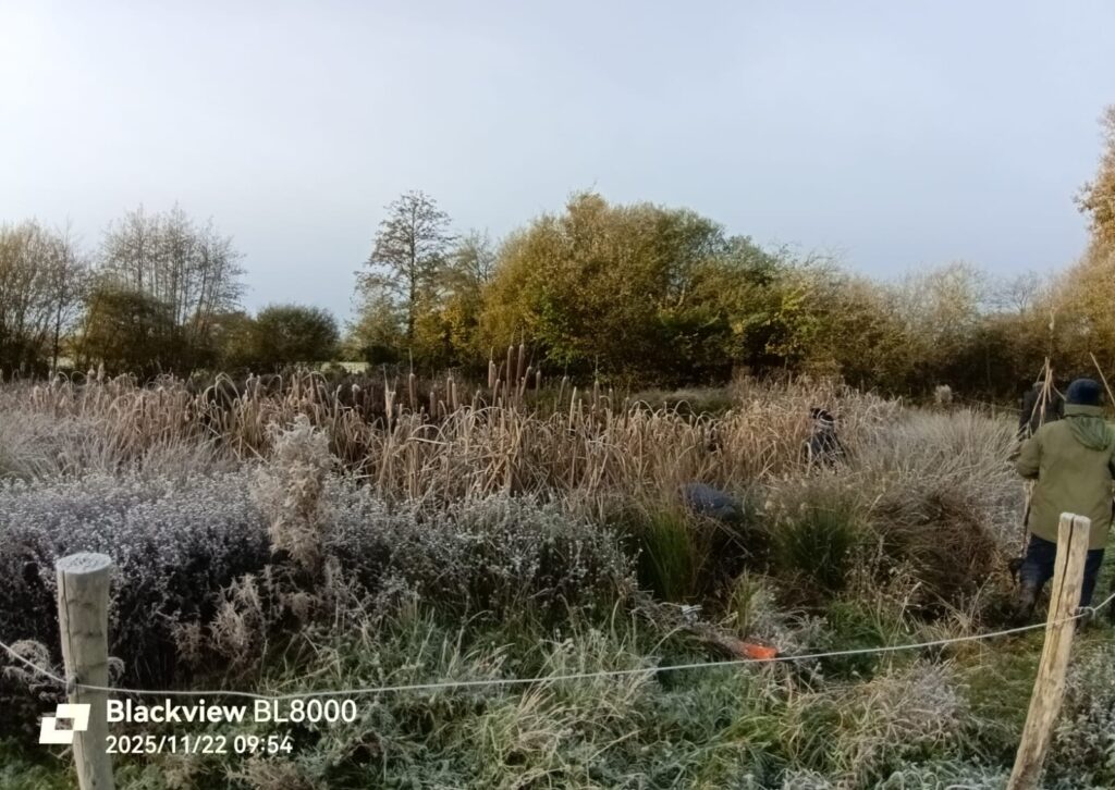 Chantier Restauration Mare 2025 Avant Travaux Cut © Mne