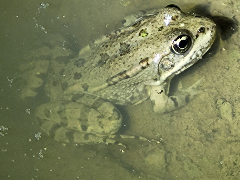 Grenouille Verte Juliette Daugeard Theo Bouvier