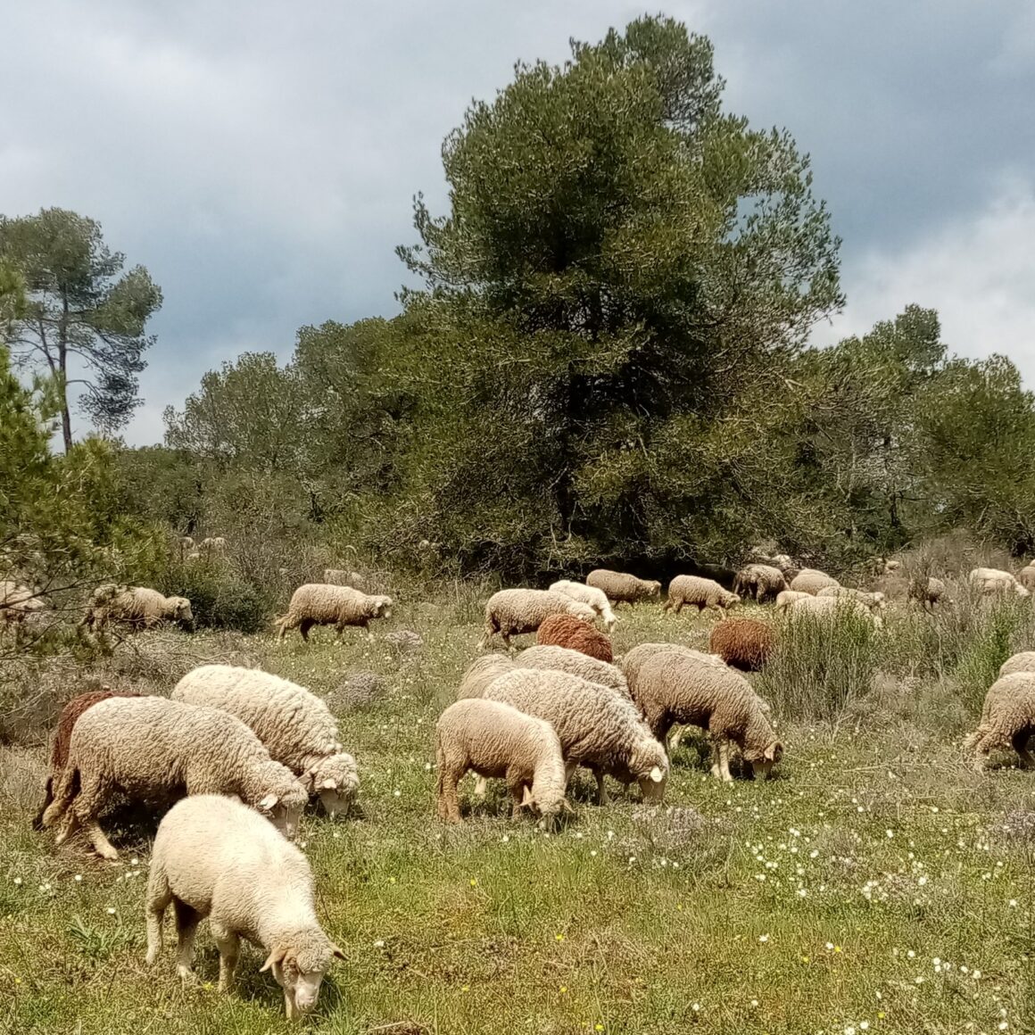 Pâturage des brebis dans la guarrige