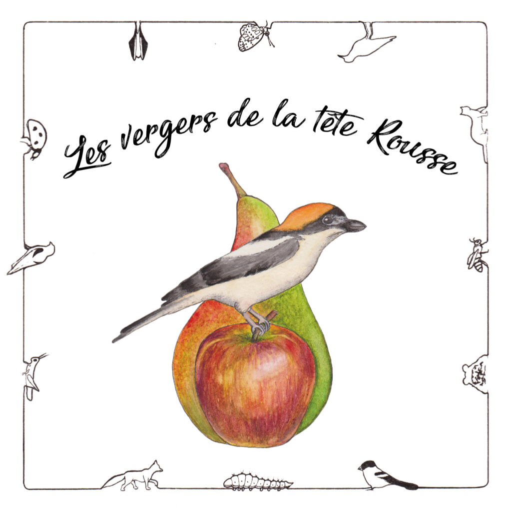 Logo verger de la tete rousse