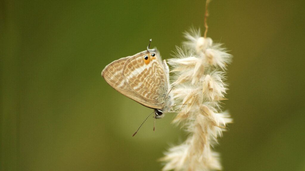 Azuré porte-queue (Lampides boeticus) - Photo Aymeric Legrand