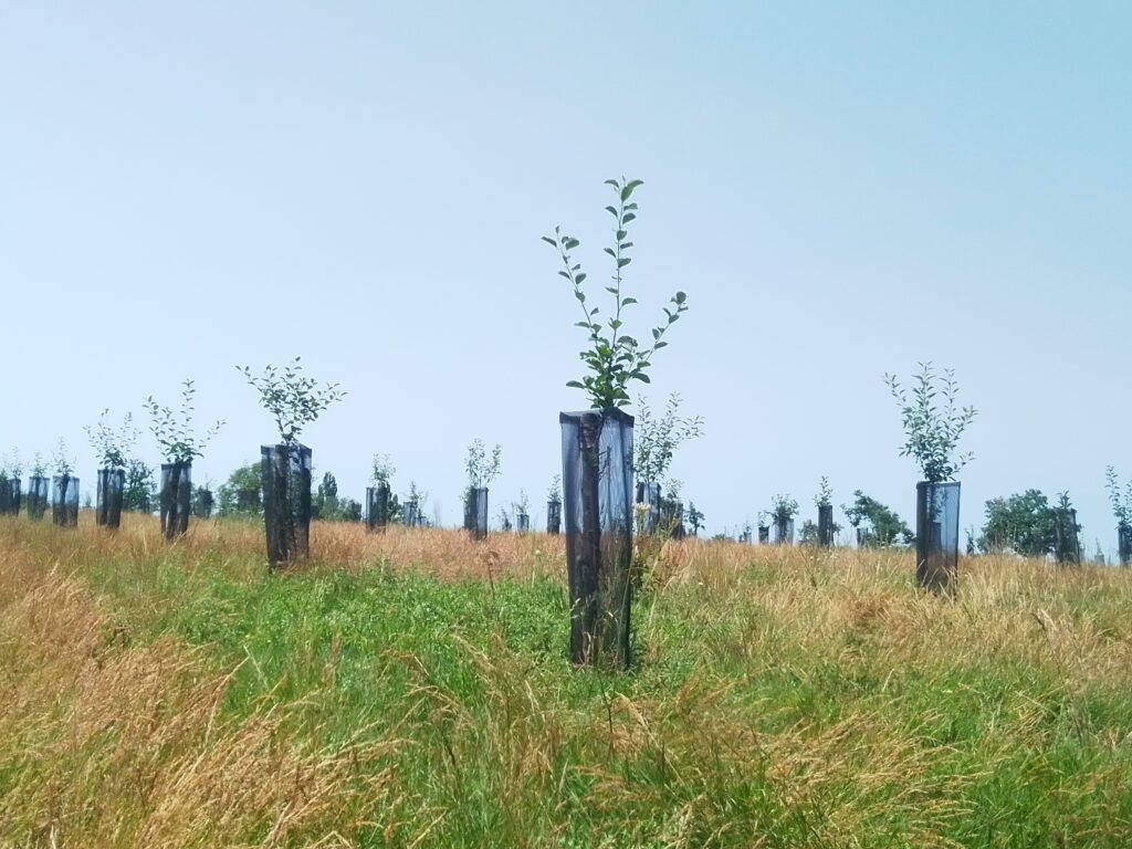 verger_photoAymericLegrand