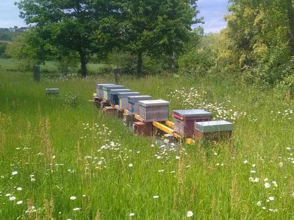 Ruches_photoAymericLegrand