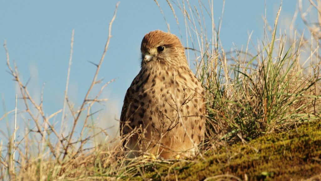 Faucon crécerelle - Photo Aymeric Legrand