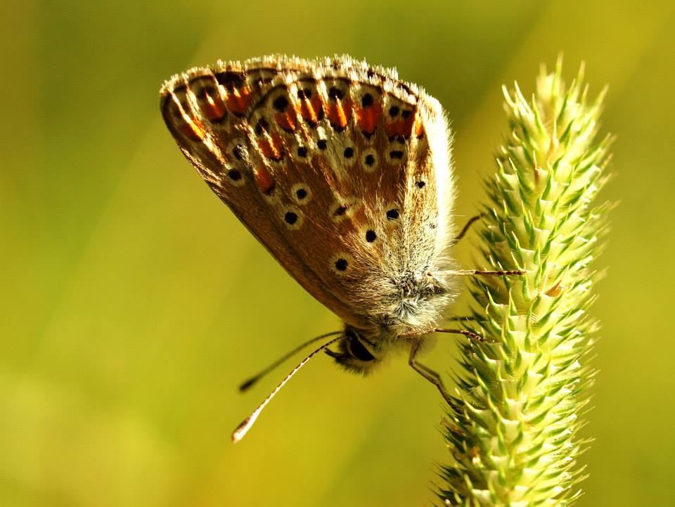 Collier de corail (Aricia agestis)- Photo Aymeric Legrand