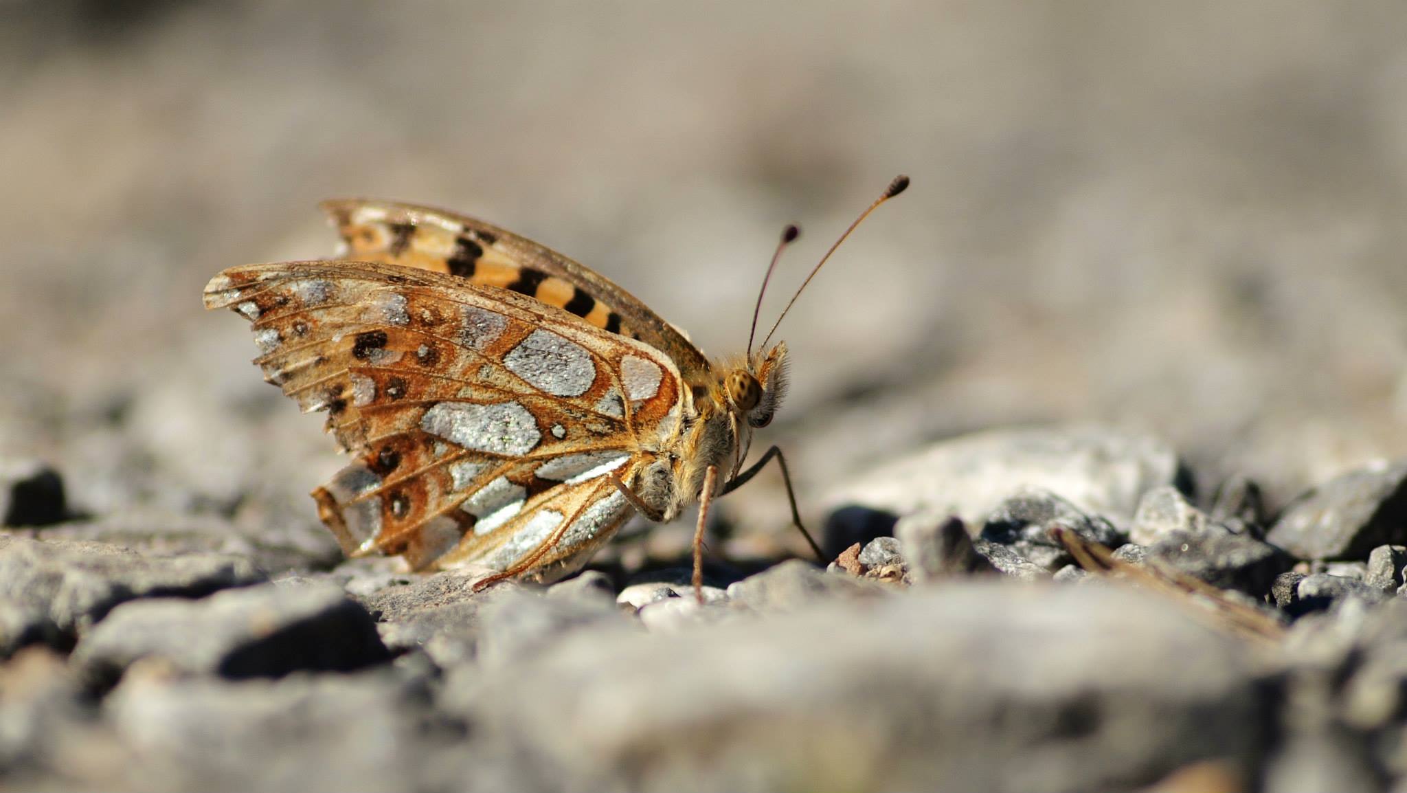 Petit Nacré (Issoria lathonia) - photo Aymeric Legrand