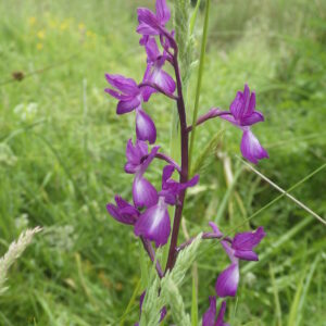 Orchis laxiflora - photo GAEC des Hautes Terres Orchis laxiflora