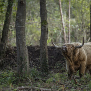 Highlands-photo GAEC des Hautes Terres