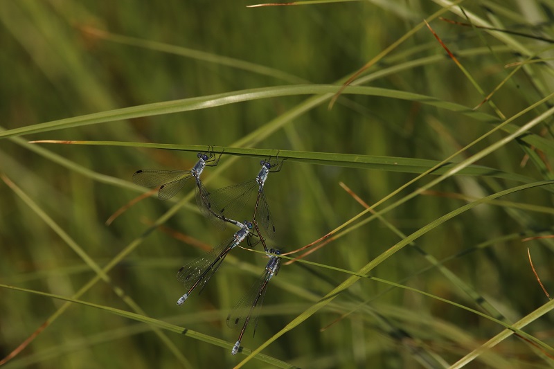 Lestes à grands stigmas - photo Hugo Viger