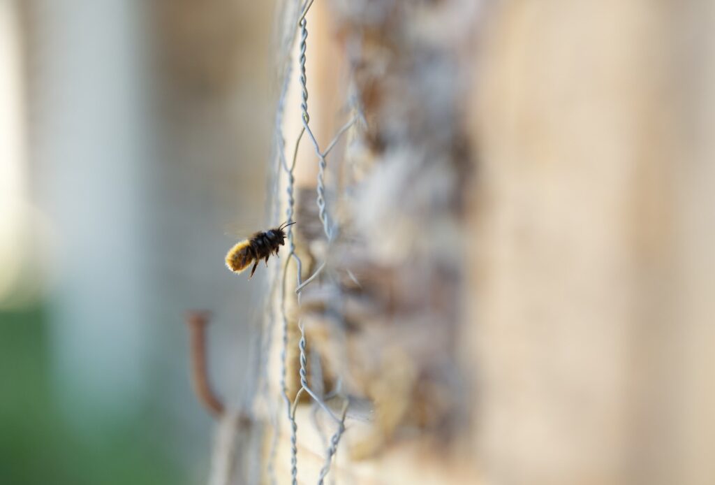 Osmia cornuta - Photo Guilhem Battistella