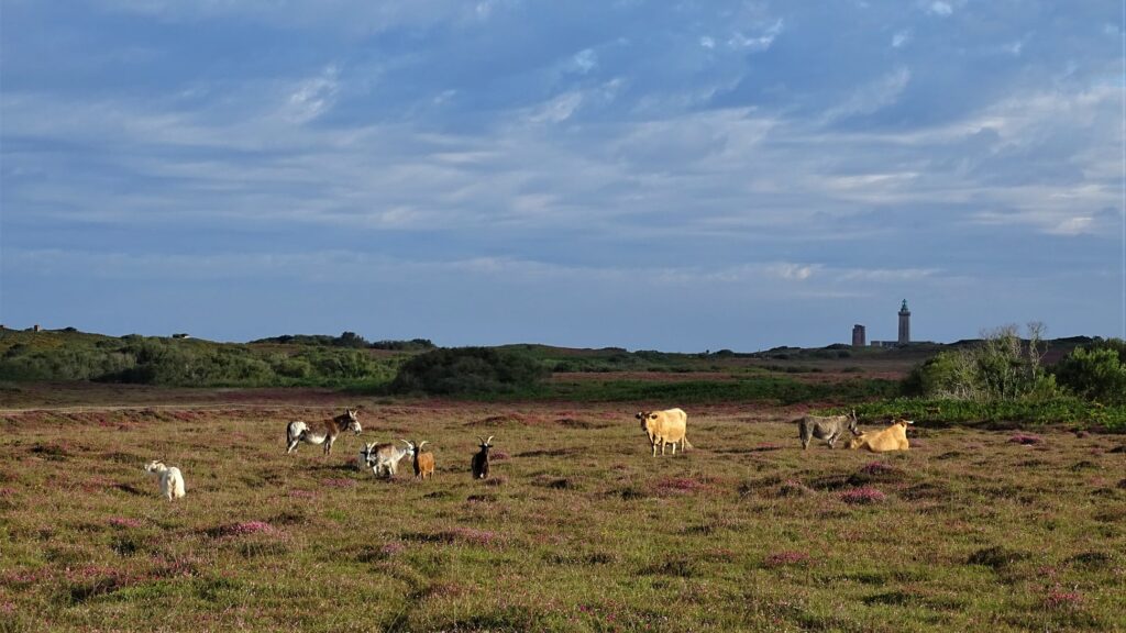 Paturâge de lande. La Petite Ferme d'Emeraude. Katell Lore.