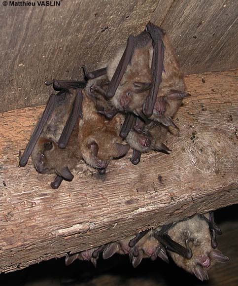 Murins à oreilles échancrées - photo Matthieu Vaslin