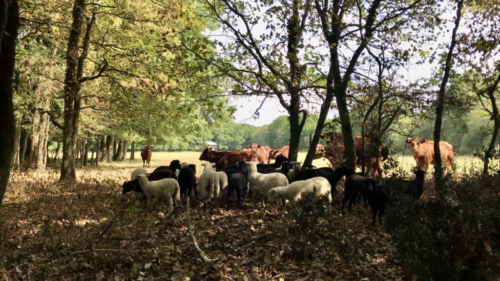 Pâturage en sous bois - photo ferme du Gabbro