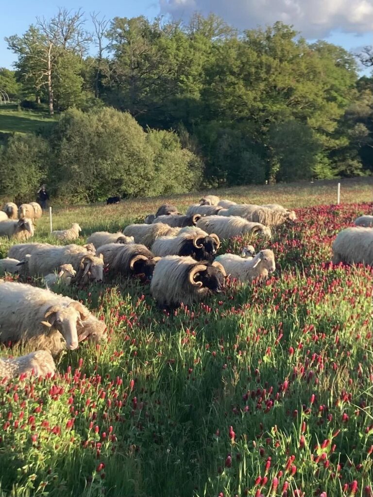Brebis basco béarnaises et Manech tête noire - ferme des vieux chênes