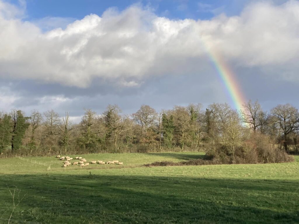 Brebis - ferme des vieux chênes