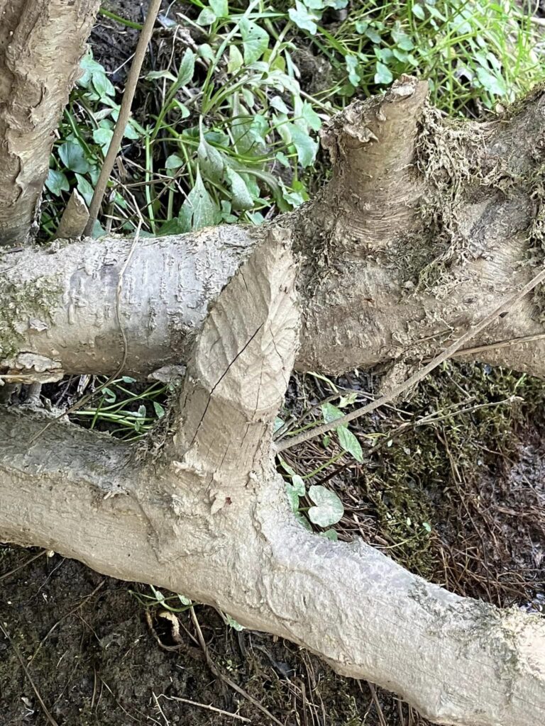 Castor photo ferme des Vieux Chênes