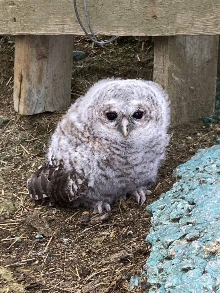 Cheveche d'Athéna- photo ferme des Vieux Chênes