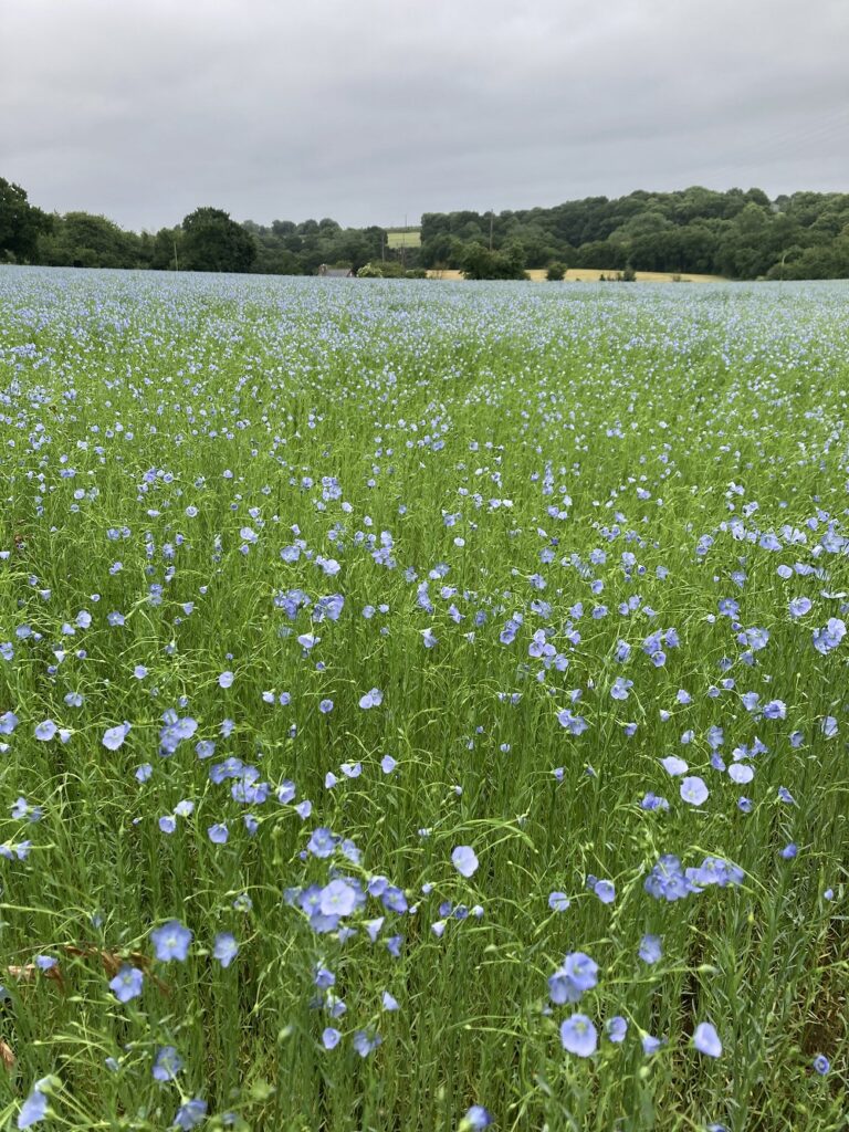 Lin Photo Laure Issaurat