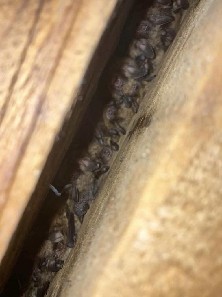 colo Murins à oreilles échancrées