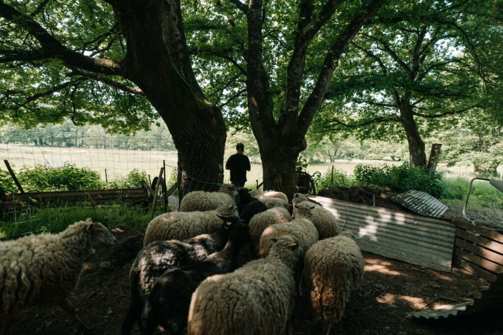 troupeau La Bouvrais