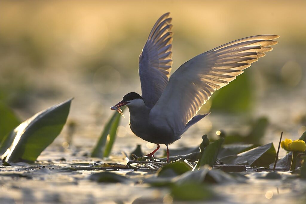 Guifette Moustac.5264.2008 1 Cp