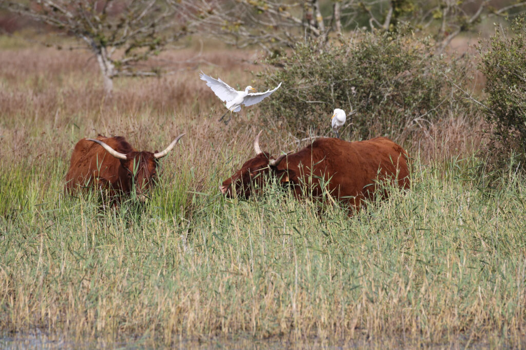 vaches et gardeboeufs - photo RN Chérine