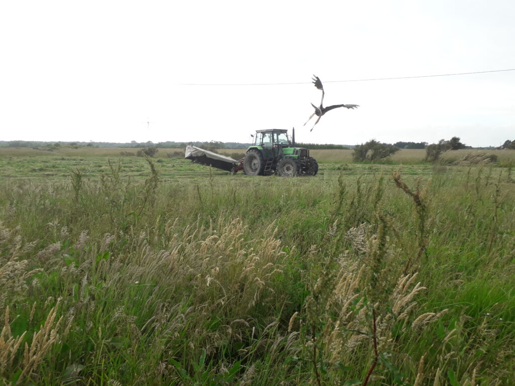 Busard de prairie - photo Fred Signoret