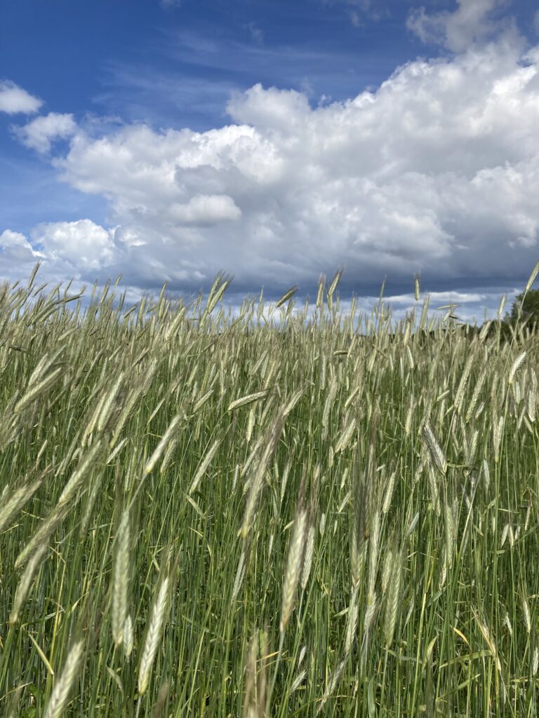 Céréales - photo ferme de Kerbleust