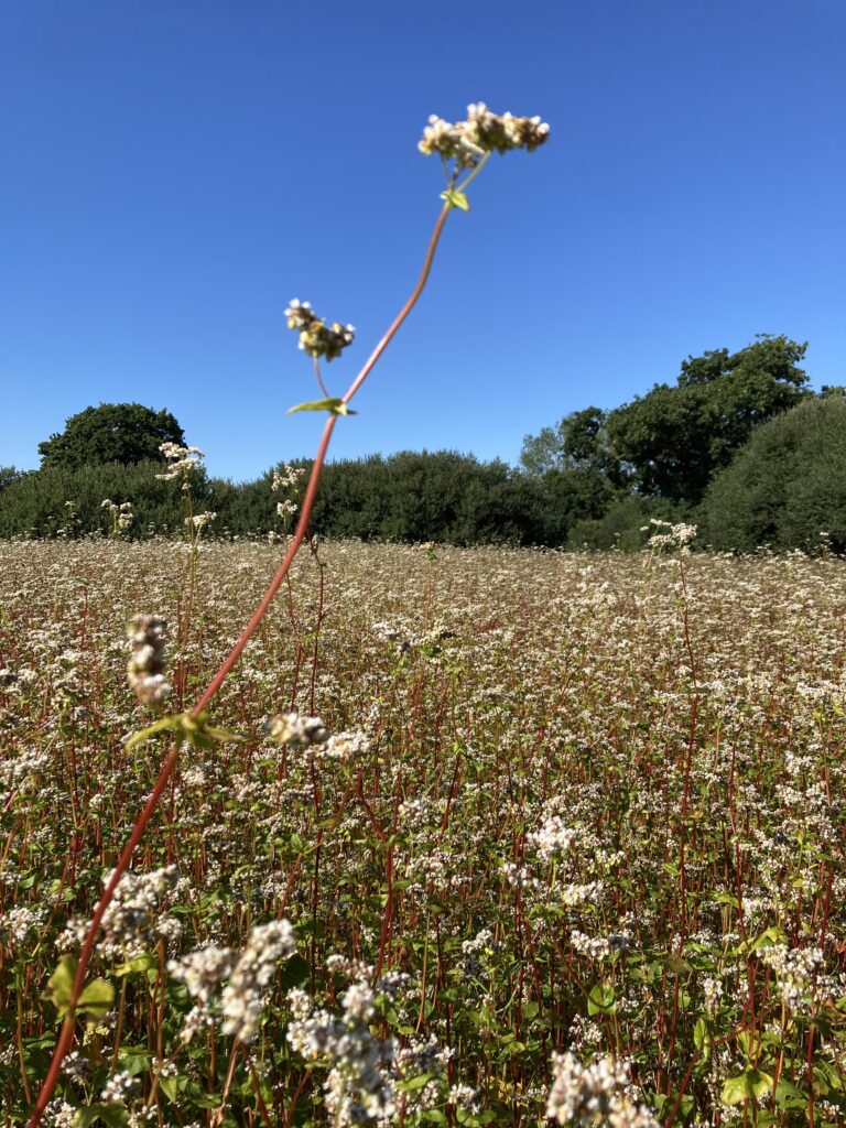 Sarrasin - ferme de Kerbleust