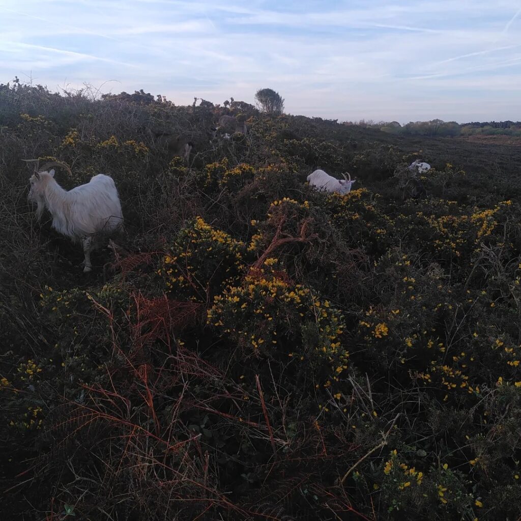 Les chèvres des fossés dans les ajoncs - photo La Petite Ferme d'Emeraude