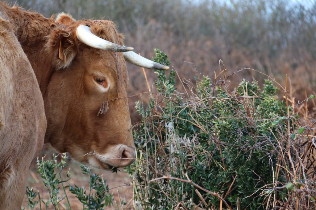 Vache Froment du Léon - photo La Petite Ferme d'Emeraude