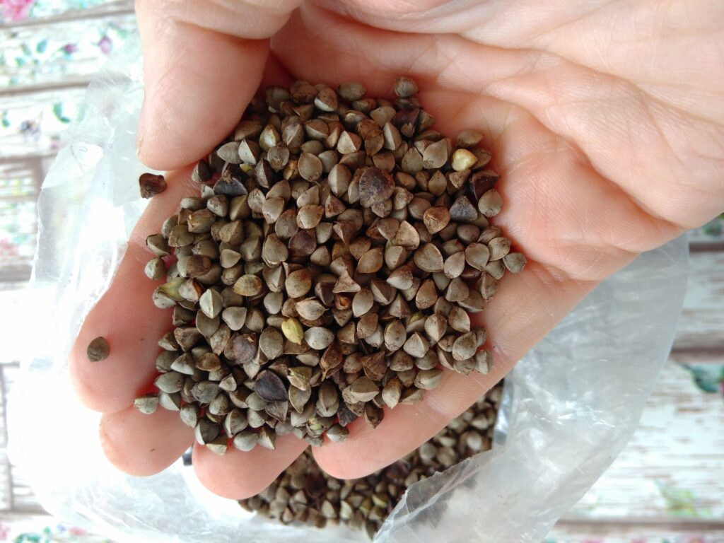 Sarrasin - photo La Petite Ferme d'Emeraude