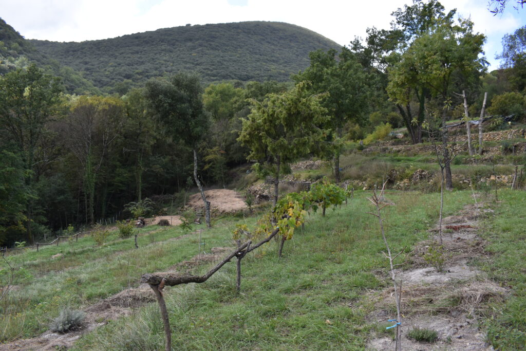 Cade et Vigne - Ramdam Bio