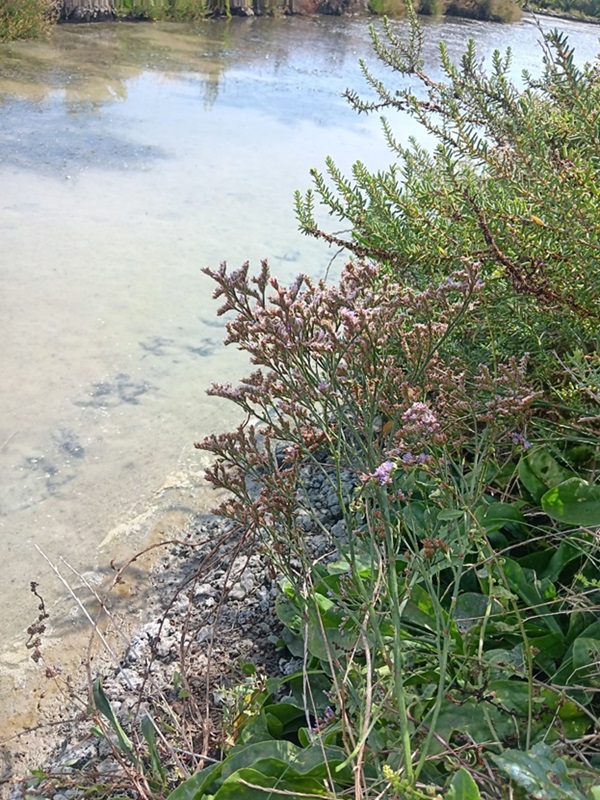 Lavande De Mer Joseph Le Cadre