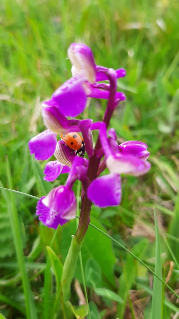 Orchidée & Coccinelle