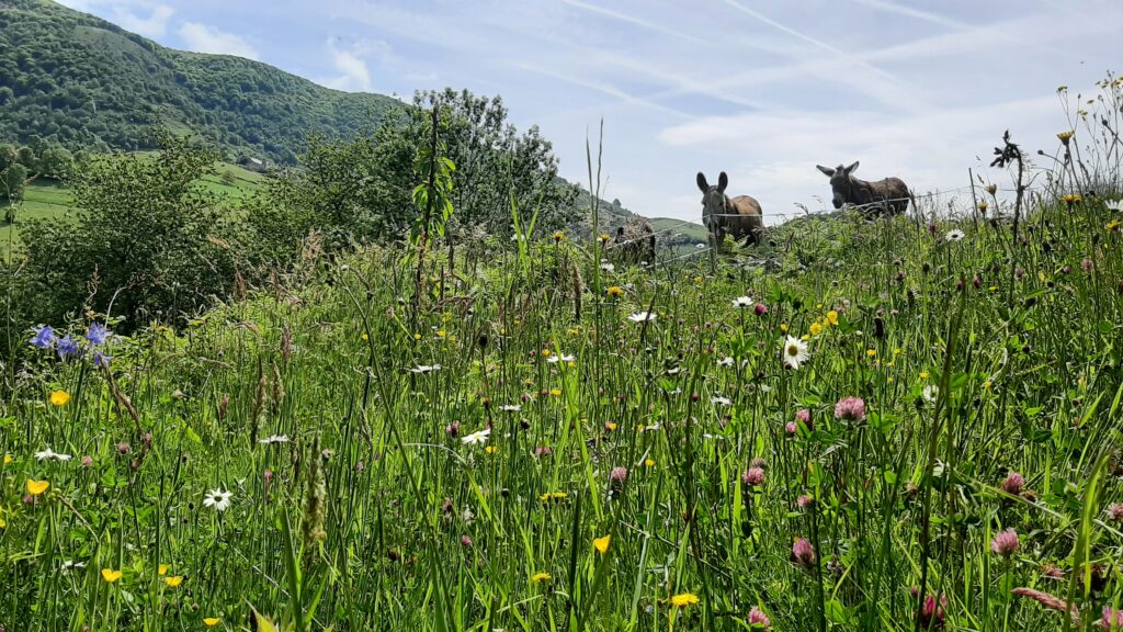 Prairie fleurie Anes Pyrénées Ariègeoises