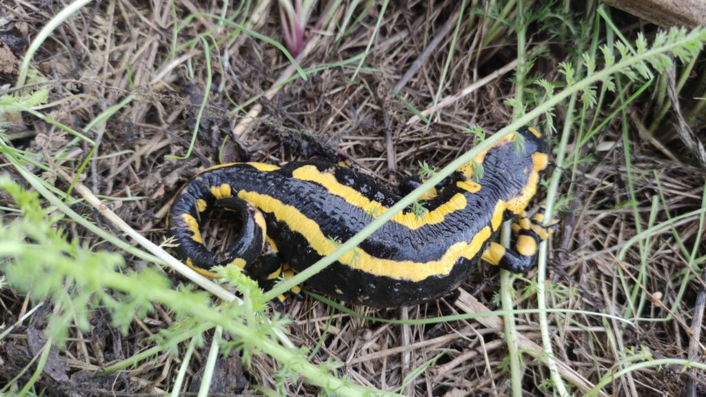 Salamandre