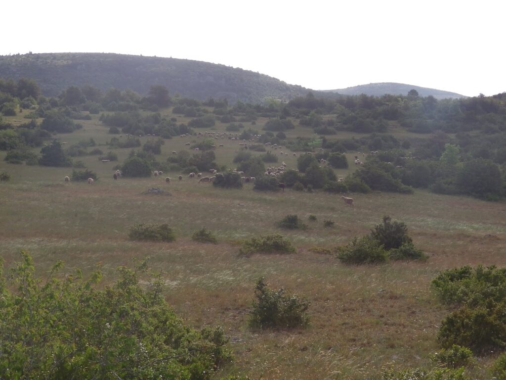 Brebis sur le Causse_photo: GAEC des Traversiers