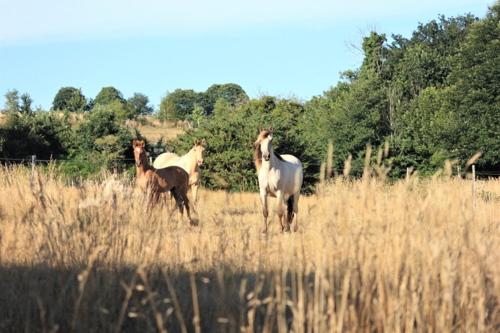 Les chevaux de l'élevage_Photo Elevage de Pemp Heol