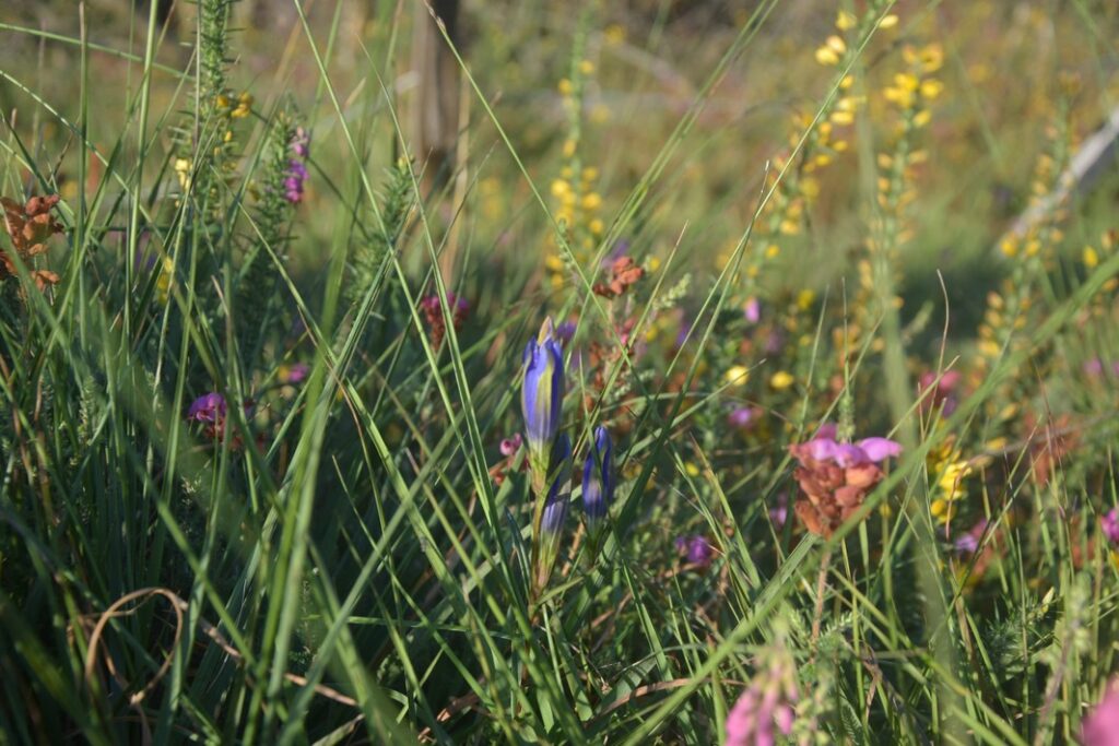 Gentiane Pneumonanthe_photo les jardins de Pokokoet