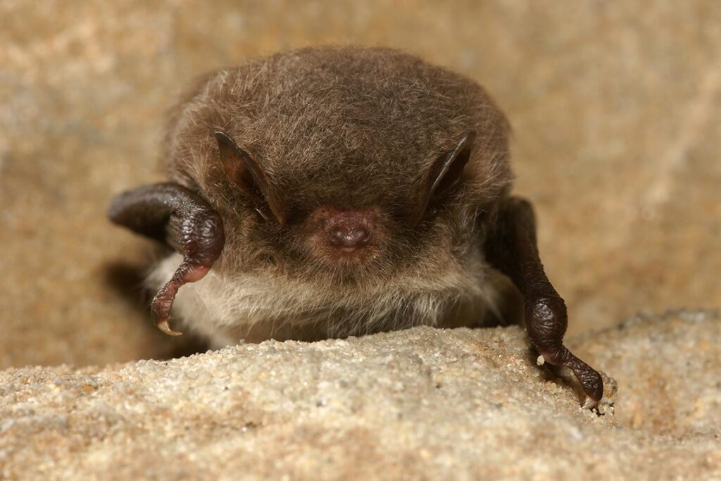 Murin de Daubenton - © David Aupermann