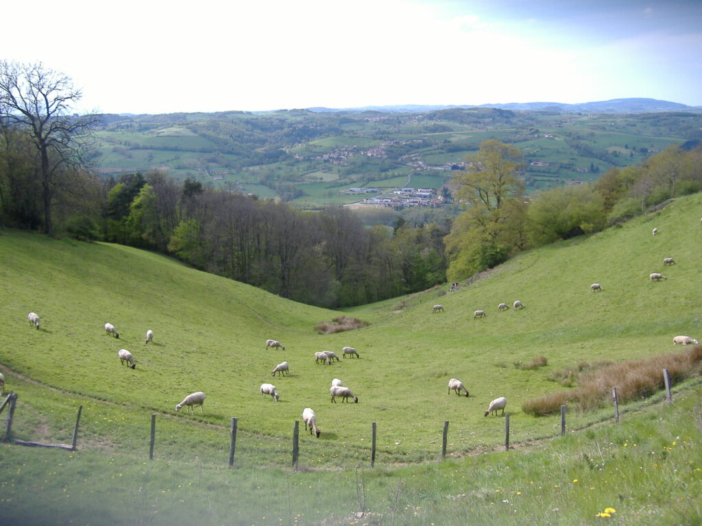 Vallon Ferme De Pâquerette