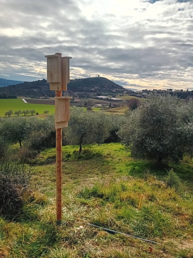 Nichoirs à chauves-souris dans ferme en oléiculture à Manosque (04)_©GCP