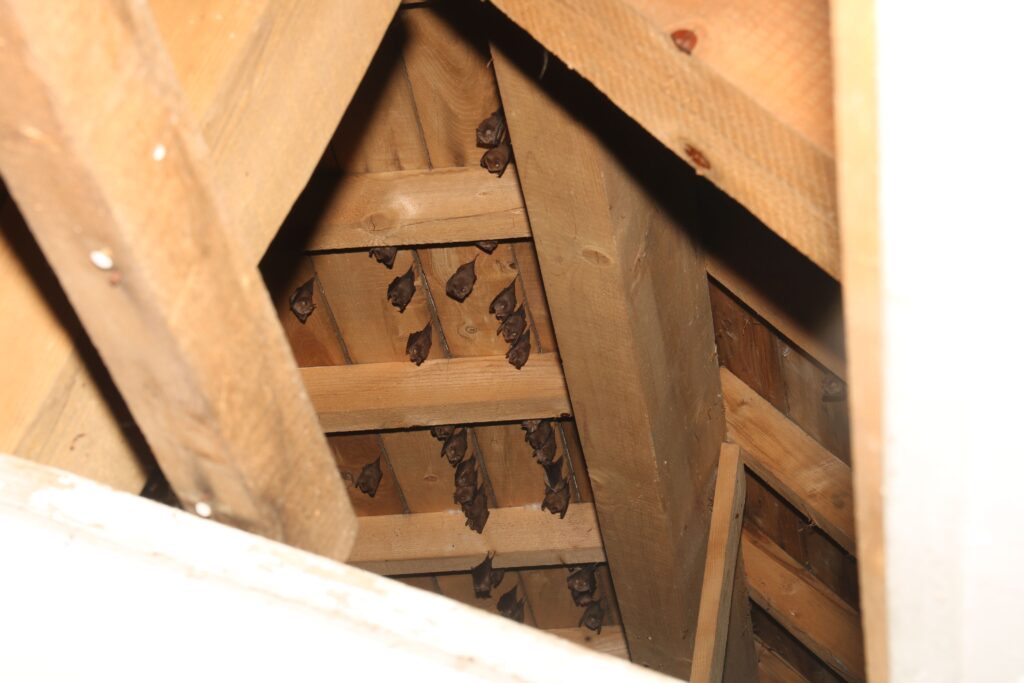 Petits Rhinolophes dans une grange ©Thomas Mathieu GCP