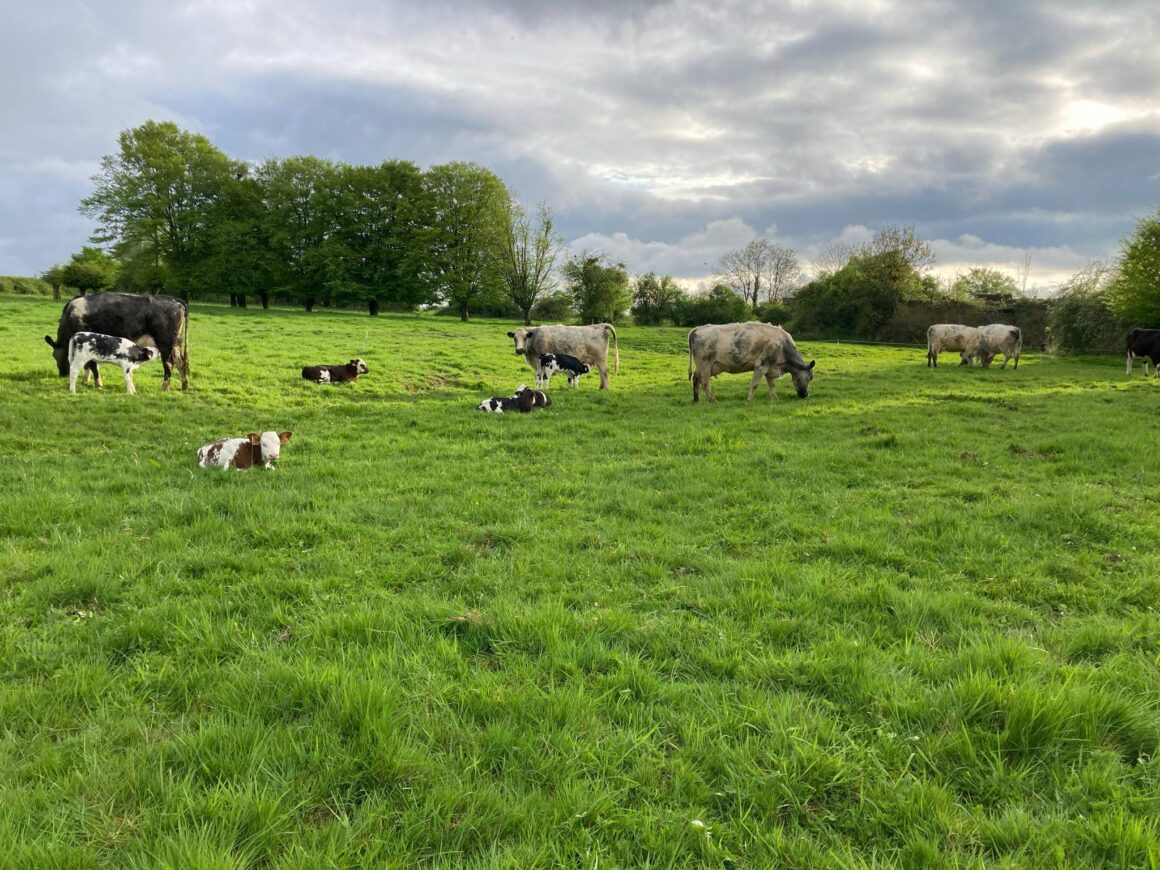 Vaches bleues du Nord dans les prairies naturelles_photo Gaec Lait Nomade