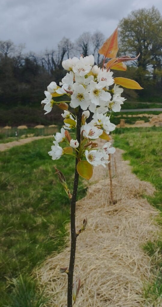 Nashi Un Poirier Asiatique