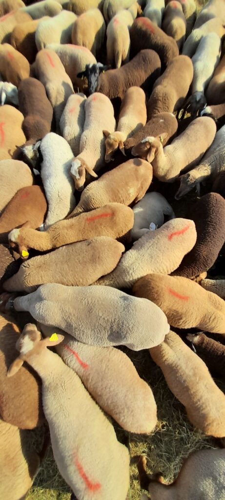 Allottement des troupeaux pour la transhumance©Fred Signoret